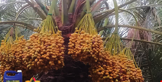 GIE 2000 fertilizer based on organic formulation